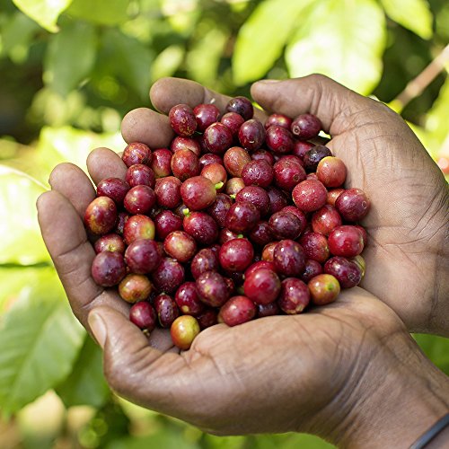 Melitta Harmonie Mild Filter-Kaffee 500g, gemahlen, Pulver für Filterkaffeemaschinen, milde Röstung, geröstet in… – Bild 5