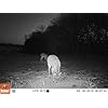 Bushnell-12MP-Trophy-Cam-HD-Essential-Low-Glow-Trail-Camera-Brown Bushnell-12MP-Trophy-Cam-HD-Essential-Low-Glow-Trail-Camera-Brown