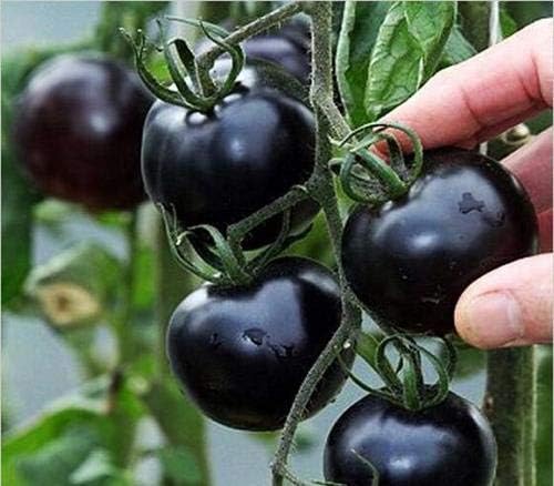 HONIC 100 Unidades Mezcla de Verduras Tomate, Plantas en macetas ...