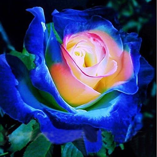 2016 Semi Rare Blu Rosa Giallo Rosa cespuglio di fiori, Professional  Service Pack, 20 semi / pacchetto, giardino Fiori: Amazon.it: Giardino e  giardinaggio
