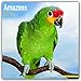 Amazon Parrot Calendar - Parrot Calendar - Bird Calendars - Calendars 2017 - 2018 Wall Calendars - Monthly Wall Calendar by Avonside