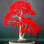 BeeSpring 100% True Japanese Red Maple Bonsai Tree Cheap Seeds