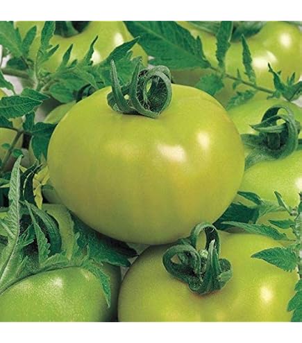 Amazon.com : Cherokee Green Tomato Seeds for Planting – Heirloom