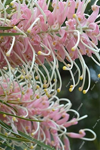 Amazon Com 10 Pcs Bag Rare Grevillea Flower Native Australian