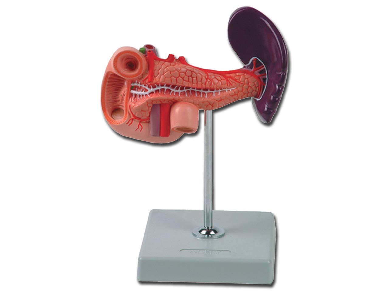 Gima - Anatomical Model of Human Pancreas Duodenum and Spleen, 1 Part, Magnification 1X