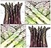 30 x Asparagus Seeds - ARGENTEUIL PURPLE Asparagus - A+ French HEIRLOOM Asparagus - By MySeeds.Co