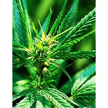 thumbnail image 2 of Hibiscus Cannabinus (Kenaf) – 10 Fresh Seeds – Unique Ornamental Foliage & Fiber Plant 2 of 5