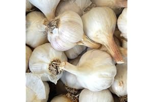 YOKEBOM Music Garlic Bulbs for Planting, Pack 4 Bulbs, Hardneck Softneck Garlic Bulbs, for Gardening Outdoors