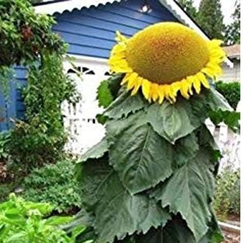 Mongolian Sunflower Seeds, Huge 18 Inch 