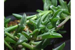 Pack of 40 Dolphin Succulent Plant Seeds : Seeds in The Packet