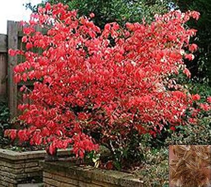 Dwarf Winged Burning Bush 30 Bonsai Seeds Euonymus Alatus Tree 3728 Amazon Ca Patio Lawn Garden