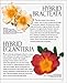 Ultimate Rose (American Rose Society)
