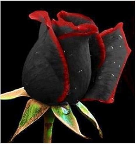 Amazon Co Jp ローズ黒赤エッジ 10 Seedsplant黒赤のエッジをバラ ホーム キッチン