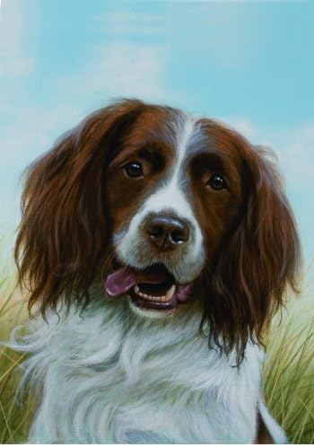 liver and white springer