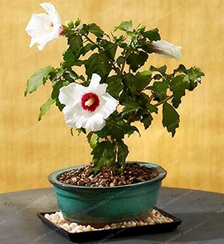 200 Hibiscus Flower Seeds Bonsai Mini Hibiscus Bonsai Flower Bonsai Outdoor Plant Bonsai for Home Garden Easy to Grow Seeds (2)