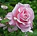 Belinda's Dream Shrub Rose - Pink Blooms - 4" pot - Repeat Bloomer
