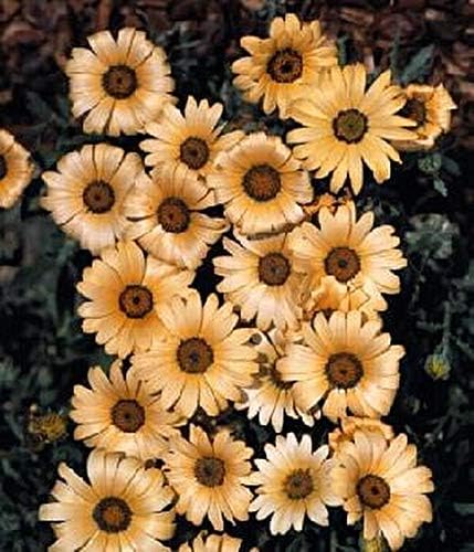 Dimorphotheca African Daisy Sunshine Buff Annual Seeds