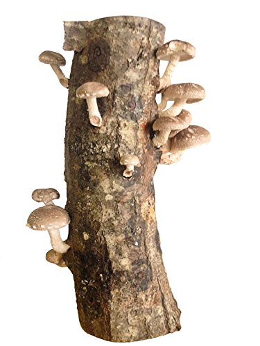 11" Skinny Girl WR Shiitake Mushroom Log Grow Amazing Edible Mushrooms Kit