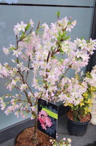 Japonés Cerezo ornamental Prunus kurilensis Rubí 60-80 cm de alto ...