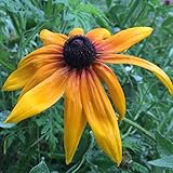 Black-Eyed Susans Seed Balls for Fall Planting (Rudbeckia hirta)Seed Bombs! (50)