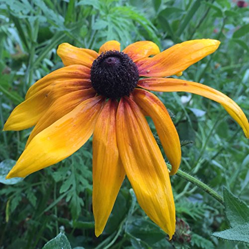 Black-Eyed Susans Seed Balls for Fall Planting (Rudbeckia hirta)Seed Bombs! (50) Black-Eyed Susans Seed Balls for Fall Planting (Rudbeckia hirta)Seed Bombs! (50)