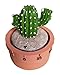 GIFTME 5 Fairy Castle Cactus Kitchen Timer Cooking Timer