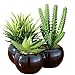 Artificial Miniature Succulents - Set of 3