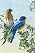 Tree-Free Greetings Noteables Notecards In Reusable Embossed Tin, 12 Card Assortment, Recycled, 4 x 6 Inches, Bluebird Branch, Multi Color (76026)
