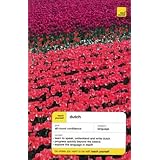 Teach Yourself Dutch Complete Course