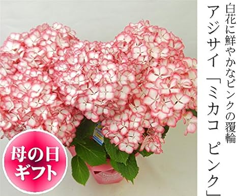 Amazon 母の日 ギフト アジサイ ジャパーニュ ミカコレッド 5号鉢 贈り物 プレゼント あじさい 紫陽花 花 鉢植え 観葉植物 オンライン通販