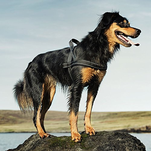 Hurtta Padded Dog Harness, Juniper, 39 in Pricepulse