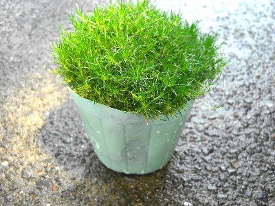 Amazon 花苗 常緑多年草 サギナ もふリッチ アイリッシュモス 緑葉品種 ３号ポット苗 花