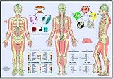 Image de meridens - poster a2 plastifie