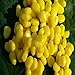 Northbear 50pcs Good Smell Great Fake Soft Lures Corn Fishing Lure Carp Lures
