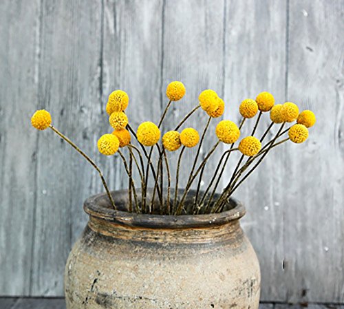 KALOR Dried Flowers Branch Farmhouse Stylet Craspedia Yellow Billy Balls For Home Decor DIY 10 Stems - Thumbnail 4