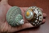 2 Pcs Sarmaticus and Green Petholatus Shell Hermit Crab 2 1/2