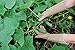 Magid Glove & Safety Professional Rose Pruning Thorn Resistant Gardening Gloves with Long Forearm Protection for Women (BE195TS) - Puncture Resistant, Small (1 Pair)