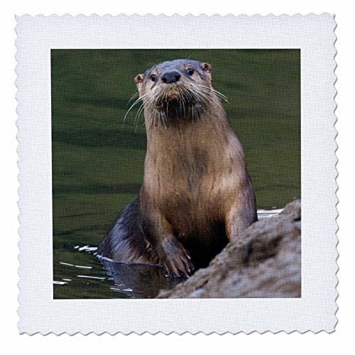 3dRose Curious River Otter Quilt Square, 10 x 10