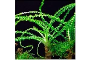 TRUBLU SUPPLY Crinum Calamistratum Live Aquarium Plants Easy Aquatic Plant