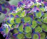 Cityline Rio Hydrangea macrophylla - Strong Blue/Purple - Proven Winner