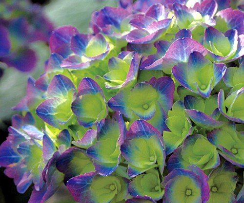 Cityline Rio Hydrangea macrophylla - Strong Blue/Purple - Proven Winner Cityline Rio Hydrangea macrophylla - Strong Blue/Purple - Proven Winner