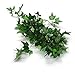 Darice Ivy Green, Flocked, 6 Feet Garland