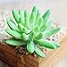 Khalee Mixed Artificial Succulent Plants Fake Succulents, (12 Different PCS, Random)