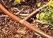 25-PACK - Drip Irrigation Universal Barbed Elbow Fitting, Fits All Sizes of 17mm, .600