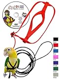 The AVIATOR Pet Bird Harness and Leash: X-Small Red