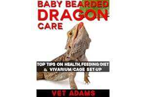 Baby Bearded Dragon Care (1)