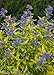 Li'l Miss Sunshine TM - Bluebeard - Caryopteris - Proven Winners -4" Pot
