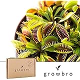 Karnivorenerde Karnivorenerde