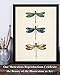 Vintage Three Dragonflies Illustration 11x14 Unframed Poster – Botanical Insect Art, Entomology, Scientific Nature Print, Minimalist Retro Decor for Home, Office, and Living Room, Educational Art
