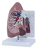 Lung Anatomical Model Full Size Right Lung